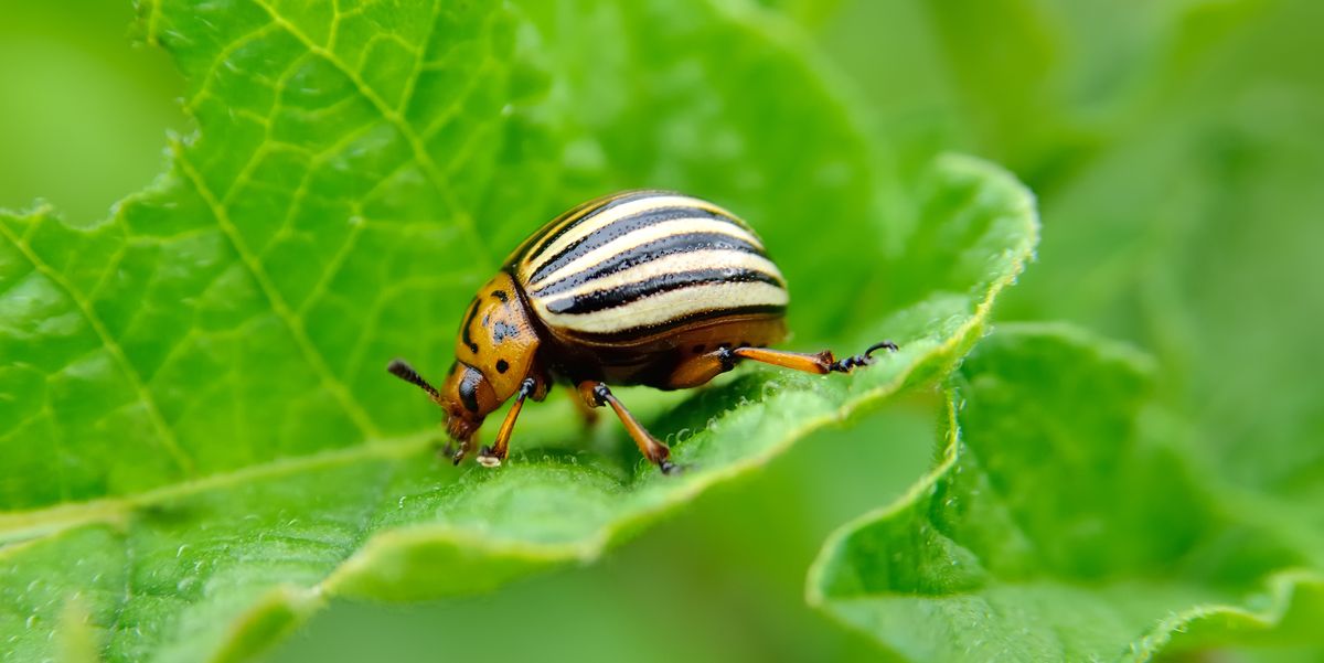 pest control specialists
