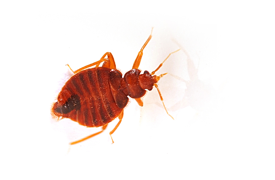 bigbug pest control service Johannesburg