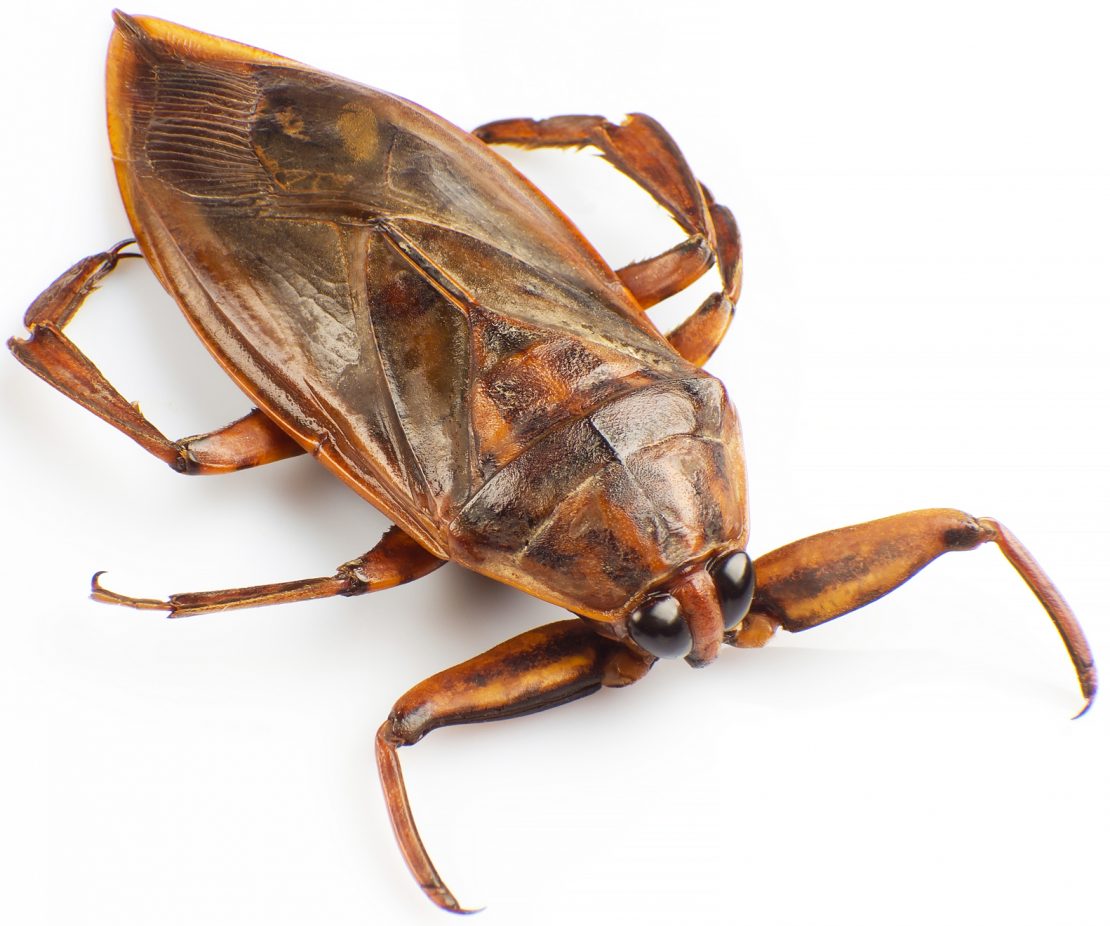 pest control roodepoort
