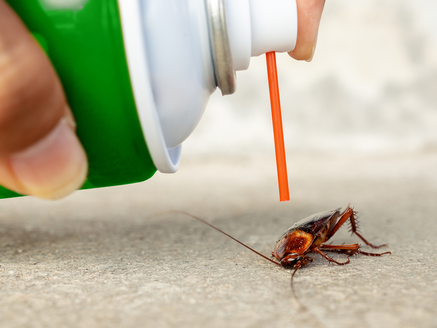 bed bugs pest control near me