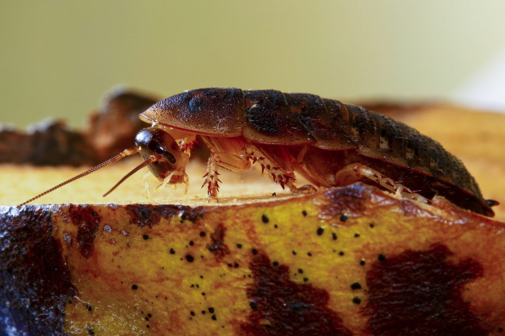 pest control service
